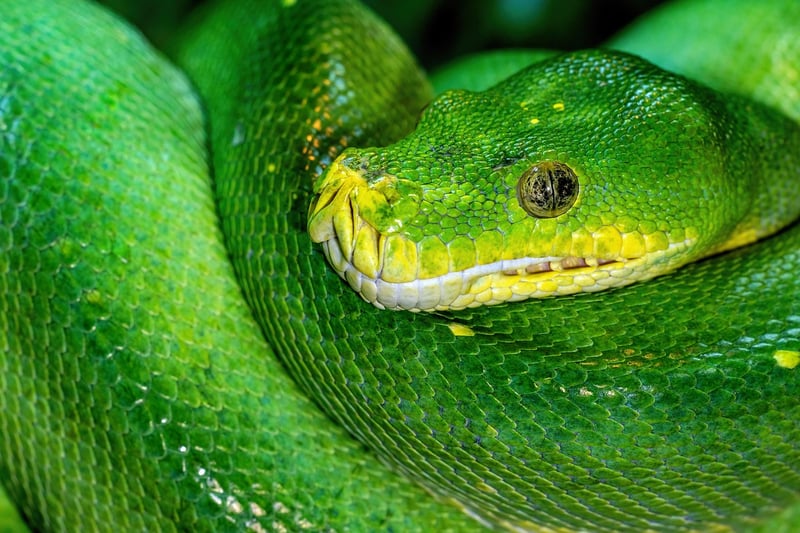 Flying serpents